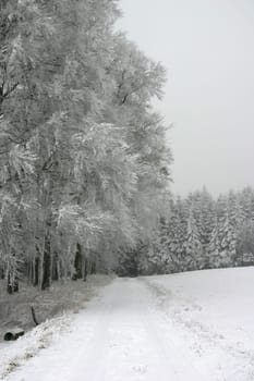 Path in a snowy beech forest