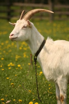White German goat on a dandelion willow
