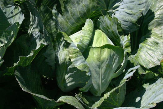 Cabbage Sauerkraut
