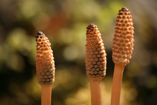 Spore ear of field horsetail
