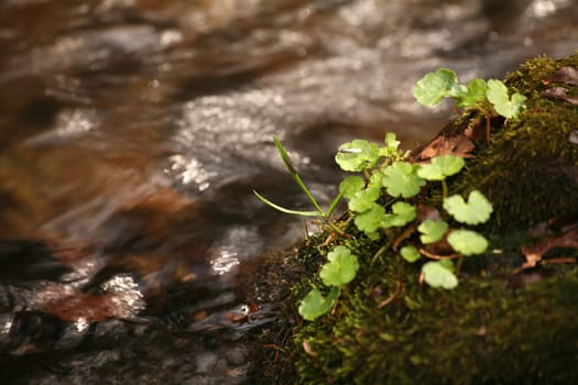 Green plants by a forest stream