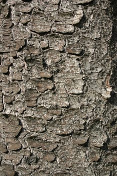 Bark of an old spruce