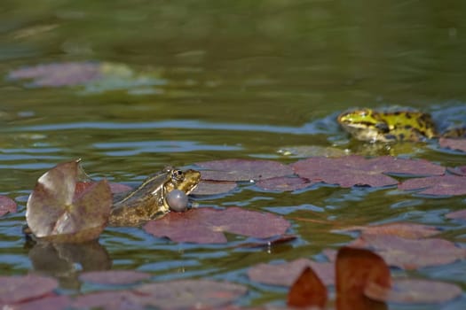 Frog Wedding 2