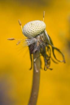 Dandelion