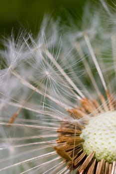 Dandelion