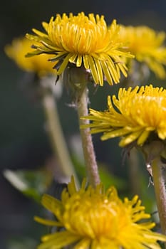 Dandelion flowers