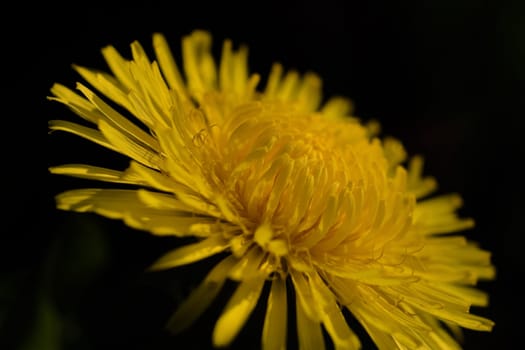 Dandelion blossom