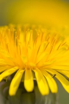 Dandelion blossom