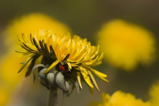 Dandelion flowers