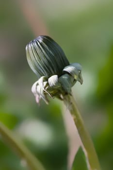 Dandelion bud