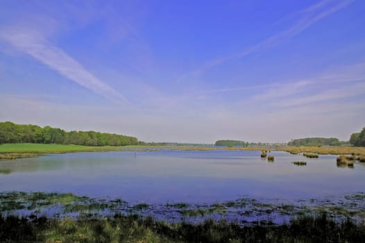 In this lake,hundreds of frogs croaked at a deafening volume