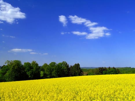So... I also grabbed a rapeseed field -)