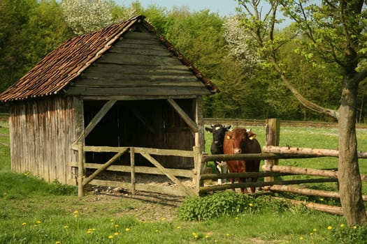 Pasture with stable and cows