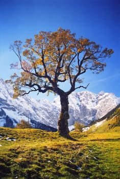 Maple tree in the Engtal