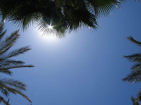 palm sunday