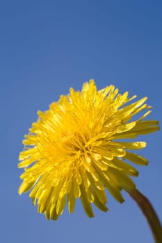 Dandelion against a blue sky
