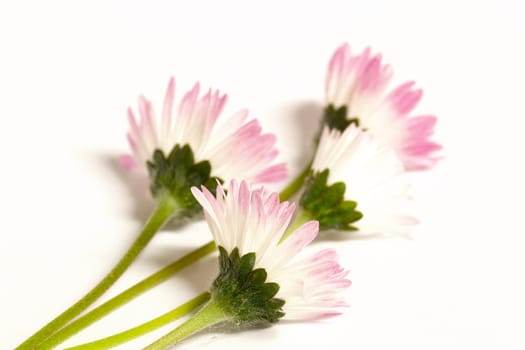 Daisy from below