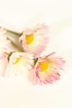 3 daisies