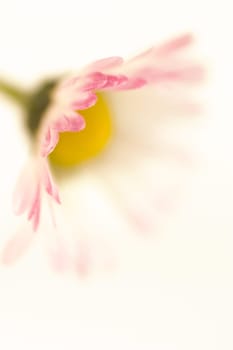 Daisy