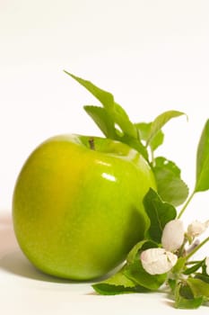 Apple with foliage