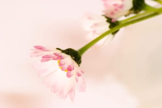 Daisies on a pink background