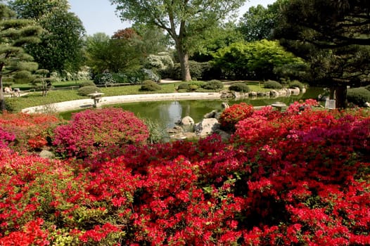 Japanese garden