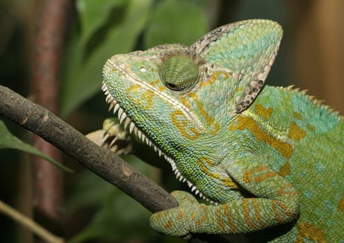 Chameleon