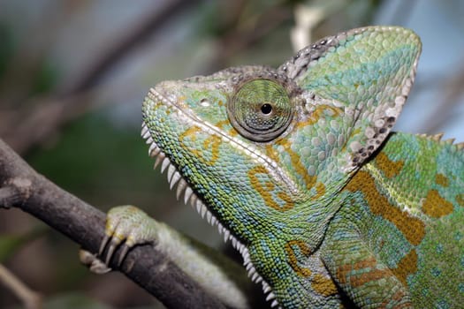 Yemen Chameleon