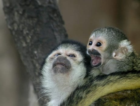 Squirrel monkey