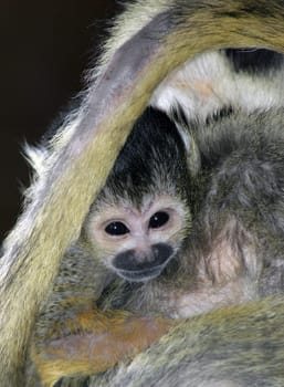 Monkey Child