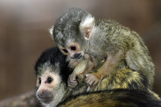 Piggyback