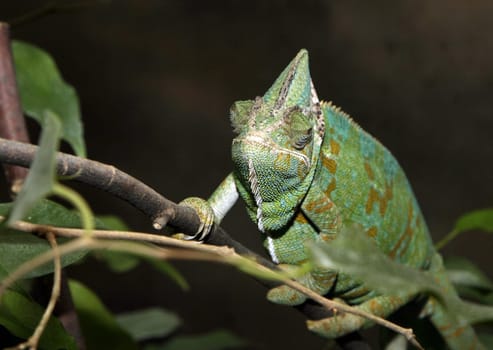 Chameleon II