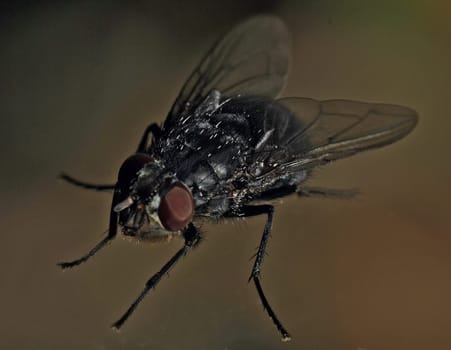 Fly