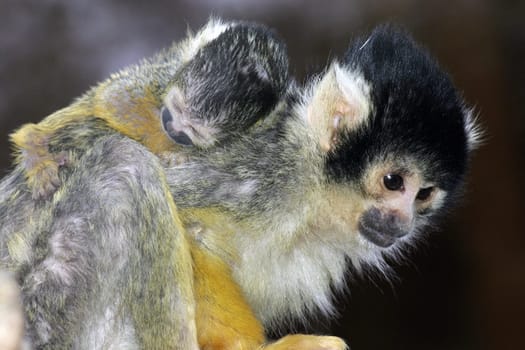 Baby monkey