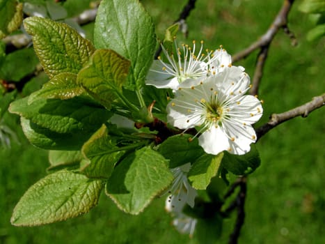 Plum blossoms