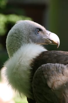 Vulture