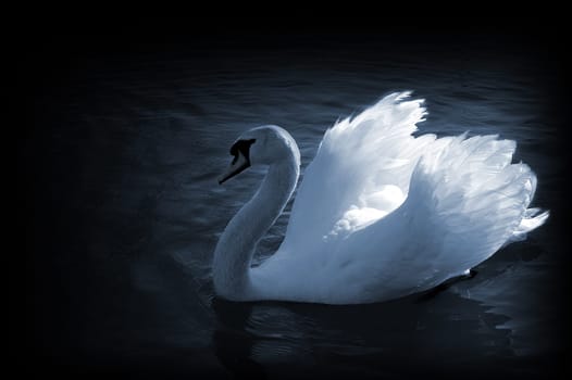 The Swan