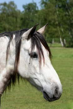 Horse IV