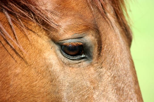 Horse III