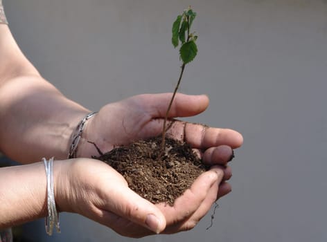 Sapling of life