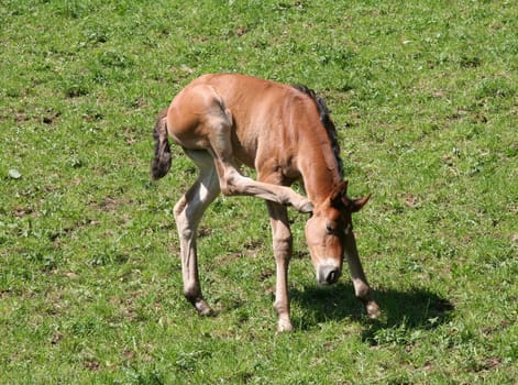 Itch