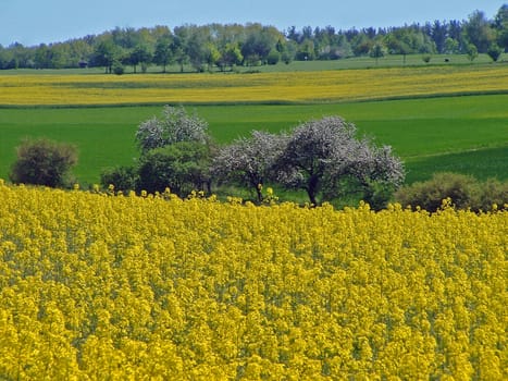 Rapeseed fields