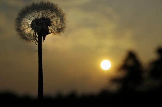Dandelion