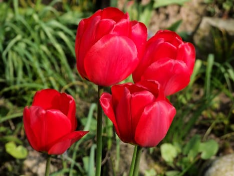 Dazzling red
