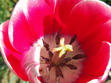 Inner beauty
