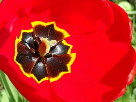 Red tulip looked into the chalice