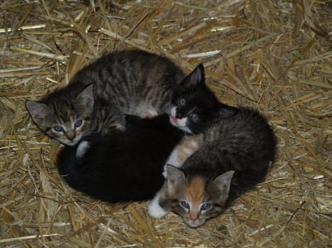 Cat babies
