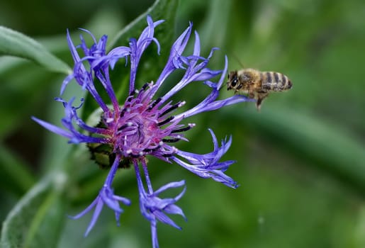 Nectar