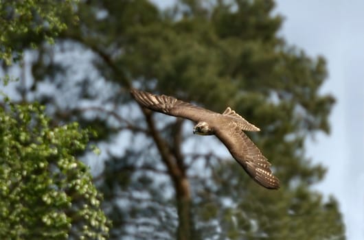 Griffin on the attack