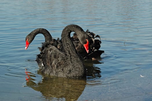 The real home of the mourning swans is Australia,where they are considered by the Aborigines to be the "source of all life"". They are the most social among the swans and actually live in colonies. There they share the tasks of the Aufz"